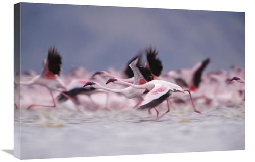 Global Gallery GCS-396777-2030-142 20 x 30 in. Lesser Flamingo Flock T