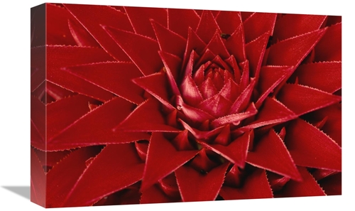 Global Gallery GCS-398569-1218-142 12 x 18 in. Pingwing Bromeliad Enor