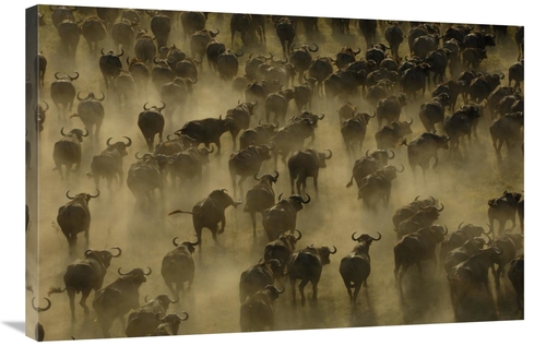 Global Gallery GCS-453265-2436-142 24 x 36 in. Cape Buffalo Herd Stamp