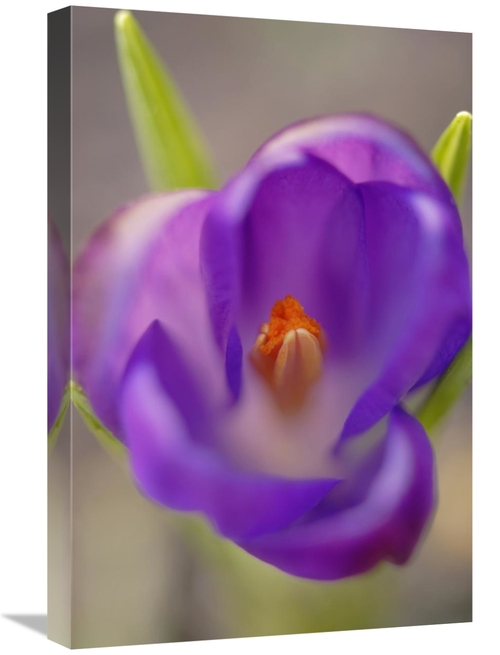 Global Gallery GCS-398009-1624-142 16 x 24 in. Dutch Crocus Flower wit