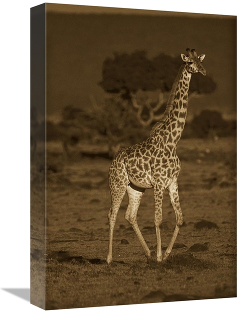 Global Gallery GCS-453682-1218-142 12 x 18 in. Giraffe Portrait, K