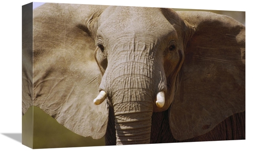 Global Gallery GCS-452797-1218-142 12 x 18 in. African Elephant Close 