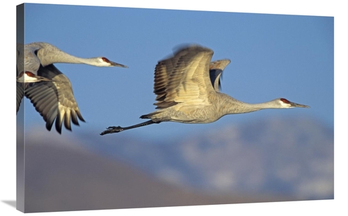 Global Gallery GCS-396092-2436-142 24 x 36 in. Sandhill Cranes Flying&