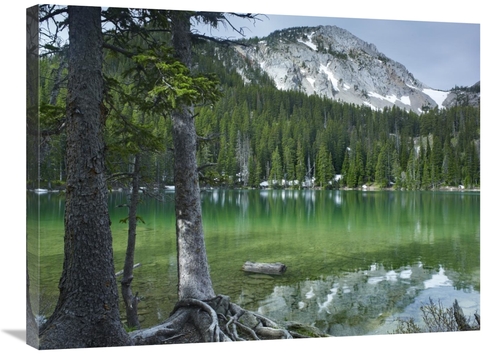 Global Gallery GCS-452242-2432-142 24 x 32 in. Pine Trees on the Edge 