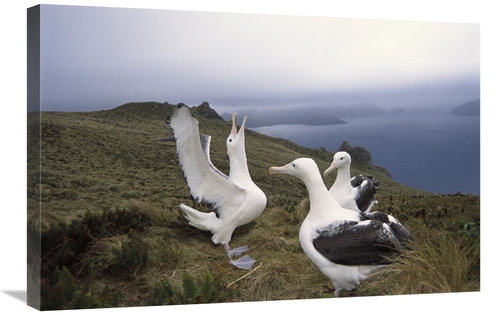 Global Gallery GCS-451607-2030-142 20 x 30 in. Southern Royal Albatros