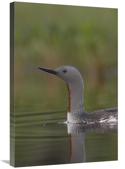 20 x 30 in. Red-Throated Loon in Breeding Plumage, Alaska Art Prin