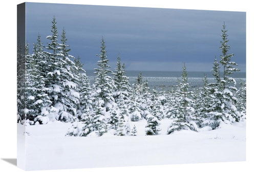 Global Gallery GCS-452496-1824-142 18 x 24 in. Spruce Trees in Snow&#4