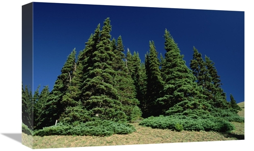 Global Gallery GCS-450924-1218-142 12 x 18 in. Subalpine Fir Trees on 