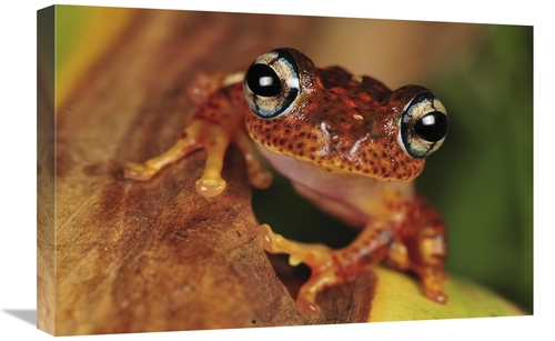 Global Gallery GCS-397651-1624-142 16 x 24 in. Tree Frog Portrait,