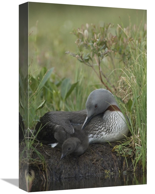 Global Gallery GCS-451937-1218-142 12 x 18 in. Red-Throated Loon with 