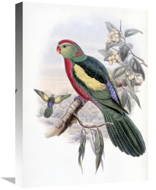 Global Gallery GCS-277736-22-142 22 in. Beautiful King Parrot Art Prin