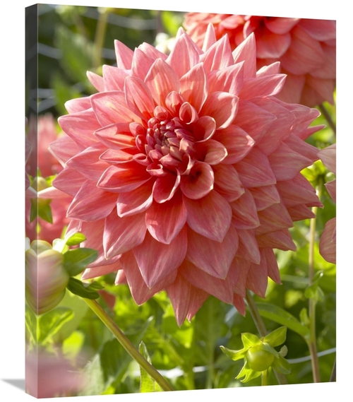 Global Gallery GCS-398364-2228-142 22 x 28 in. Dahlia Beverly Fly Vari