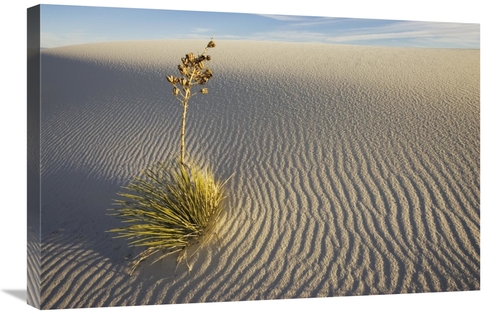 Global Gallery GCS-398521-2030-142 20 x 30 in. Soaptree Yucca Growing 