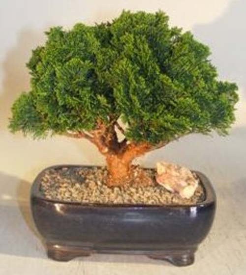 Hinoki Cypress Bonsai Tree Evergreen Conifer - Medium (chamecyparis