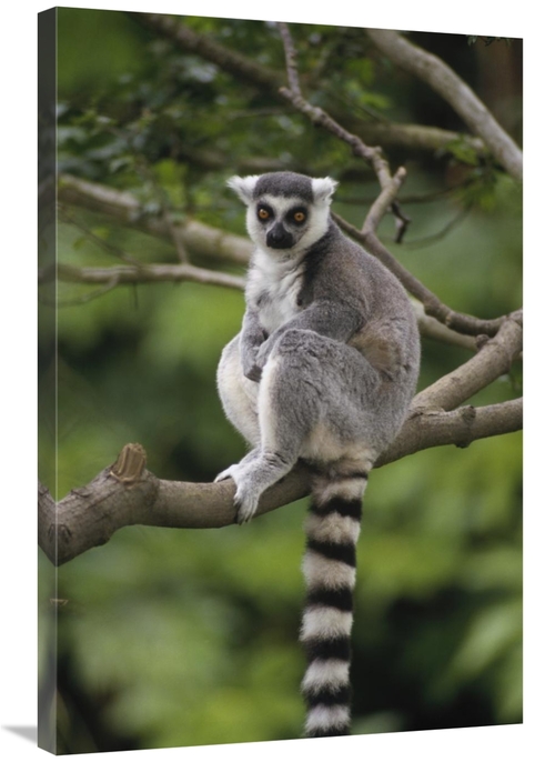 Global Gallery GCS-452744-2436-142 24 x 36 in. Ring-Tailed Lemur Sitti