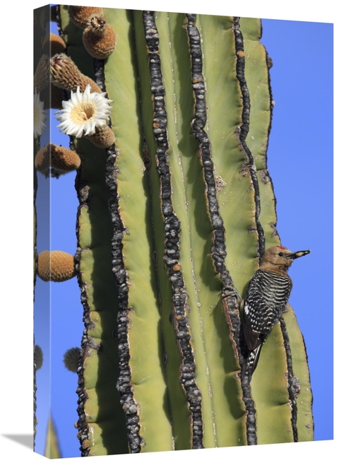 Global Gallery GCS-398103-1624-142 16 x 24 in. Gila Woodpecker on Card