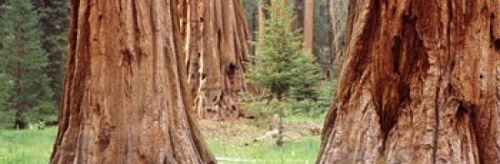 Sapling among full grown Sequoias  Sequoia National Park  California  