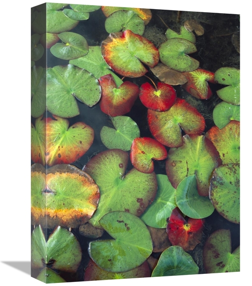 Global Gallery GCS-452064-1216-142 12 x 16 in. Yellow Pond Lily Floati