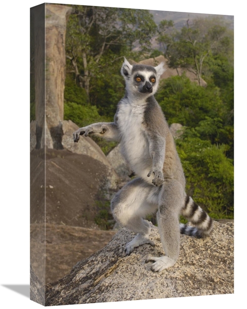 Global Gallery GCS-453259-1218-142 12 x 18 in. Ring-Tailed Lemur Male 