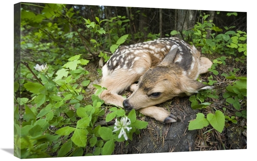 Global Gallery GCS-395700-2030-142 20 x 30 in. Newborn Mule Deer Fawn&