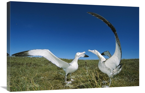 Global Gallery GCS-451605-2436-142 24 x 36 in. Antipodean Albatross Co