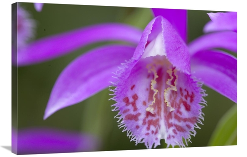 Global Gallery GCS-398322-2436-142 24 x 36 in. Orchid Flower Art Print
