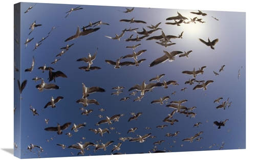 Global Gallery GCS-396041-2030-142 20 x 30 in. Western Gulls Flying&#4