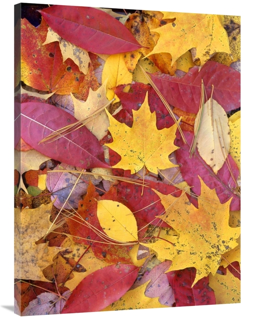 Global Gallery GCS-396149-3040-142 30 x 40 in. Sourwood & Cherry Leave