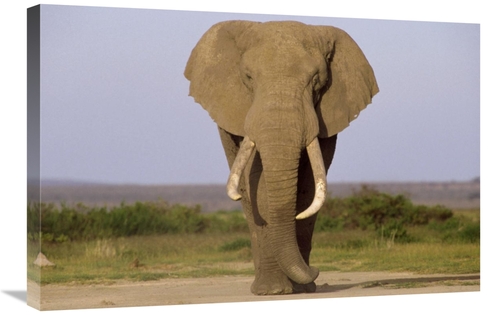 Global Gallery GCS-452822-2030-142 20 x 30 in. African Elephant Bull&#