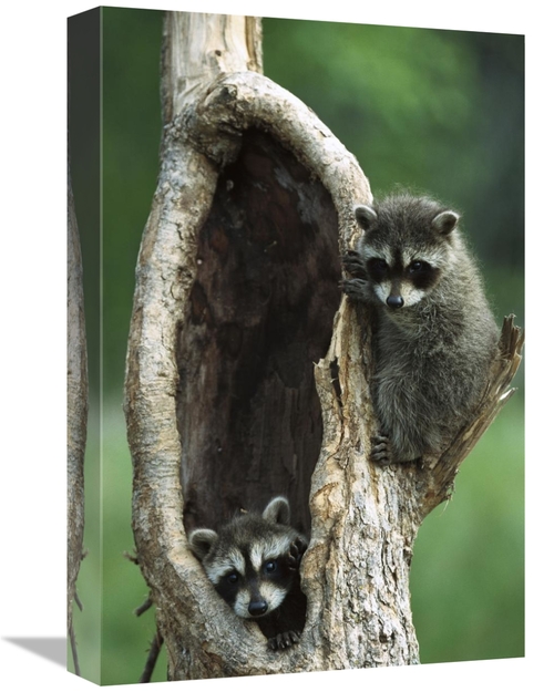 12 x 18 in. Raccoon Two Babies Playing in Tree, North America Art 