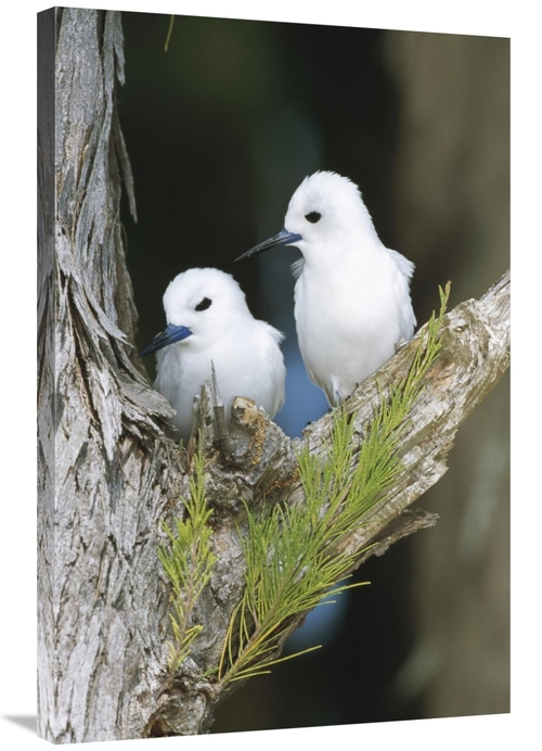 Global Gallery GCS-451446-2436-142 24 x 36 in. White Tern Pair Establi