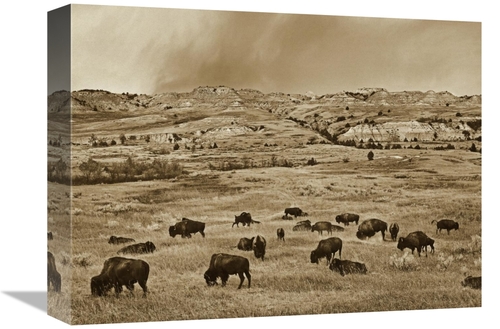 Global Gallery GCS-395916-1216-142 12 x 16 in. American Bison Herd Gra