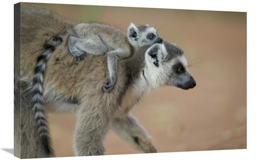 Global Gallery GCS-398117-2030-142 20 x 30 in. Ring-Tailed Lemur Baby 