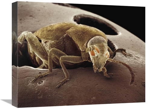 Global Gallery GCS-397627-1620-142 16 x 20 in. American Seed Beetle Em