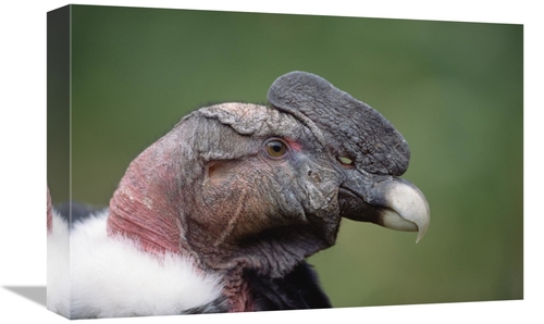 Global Gallery GCS-451236-1218-142 12 x 18 in. Andean Condor Male,