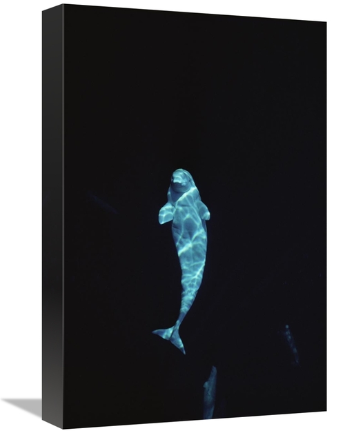 Global Gallery GCS-450637-1218-142 12 x 18 in. Beluga Whale Portrait A