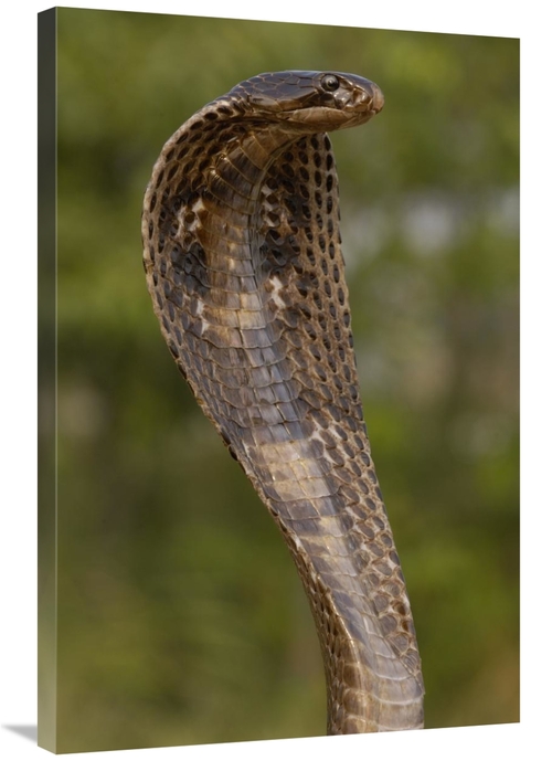 Global Gallery GCS-453066-2436-142 24 x 36 in. Spectacled Cobra with H