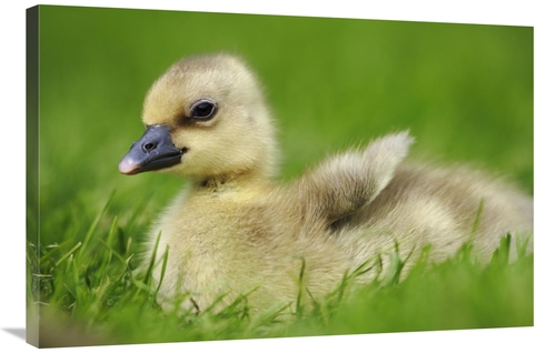 Global Gallery GCS-398078-2436-142 24 x 36 in. Greylag Goose Gosling&#