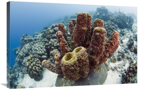 Global Gallery GCS-397914-2436-142 24 x 36 in. Brown Tube Sponge, 