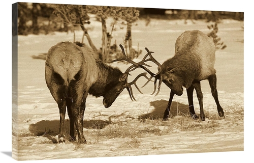 Global Gallery GCS-453691-2436-142 24 x 36 in. Elk Bulls Fighting in t