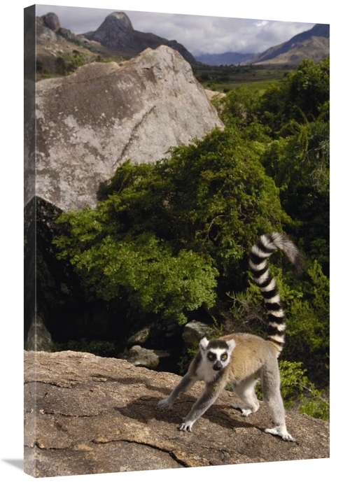 Global Gallery GCS-453238-2436-142 24 x 36 in. Ring-Tailed Lemur, 