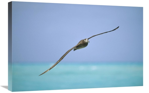 Global Gallery GCS-451444-2030-142 20 x 30 in. Black-Footed Albatross 