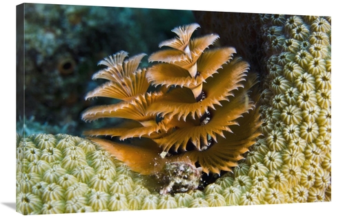 Global Gallery GCS-397893-2436-142 24 x 36 in. Christmas Tree Worm Fil