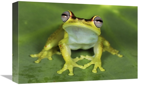Global Gallery GCS-397636-1218-142 12 x 18 in. Treefrog At Night, 