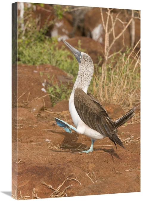 Global Gallery GCS-397410-2030-142 20 x 30 in. Blue-Footed Booby Perfo