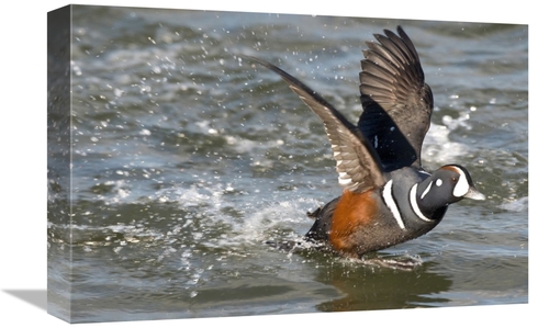 Global Gallery GCS-397388-1218-142 12 x 18 in. Harlequin Duck Male Tak