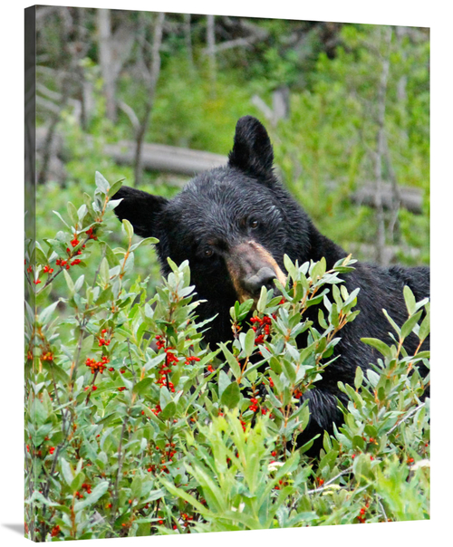 Global Gallery GCS-486436-40-142 40 in. Tasting the Berries Art Print 