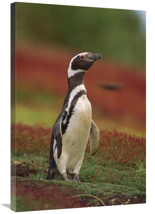 Global Gallery GCS-452743-2436-142 24 x 36 in. Magellanic Penguin Port
