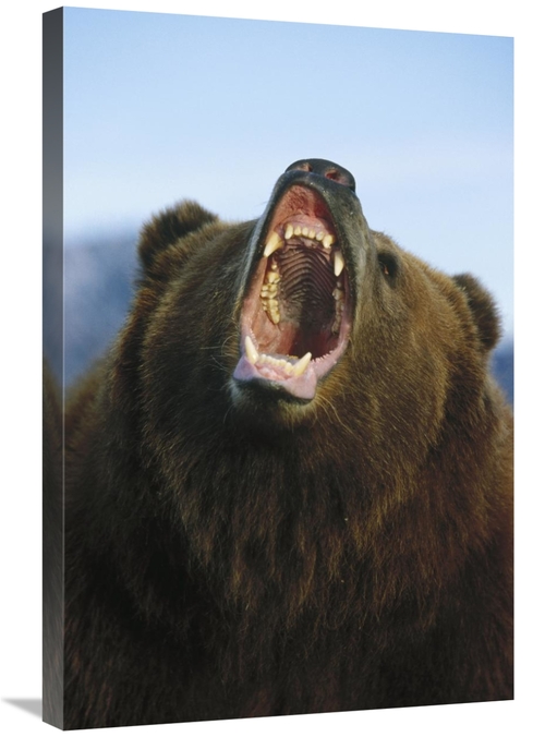 Global Gallery GCS-452483-2030-142 20 x 30 in. Grizzly Bear Close Up o