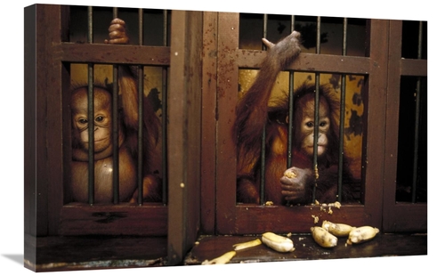 Global Gallery GCS-452476-2030-142 20 x 30 in. Orangutan Baby in Rehab